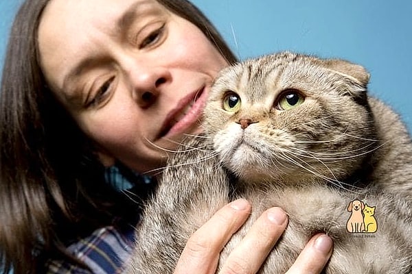 The Scottish Fold Cat Breed: The Ultimate Guide 2 Why Pet Owners Love Them