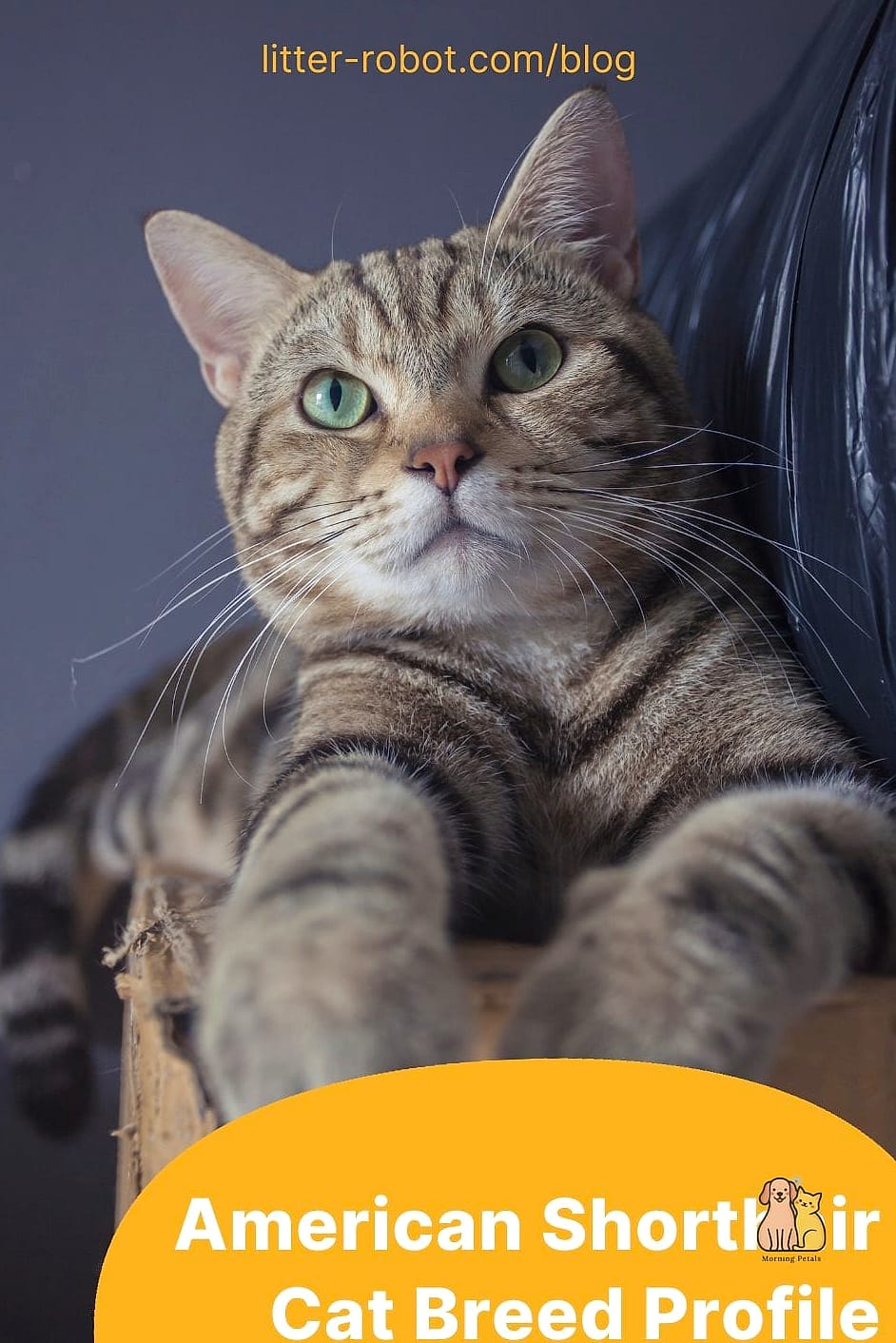 The American Short Hair Cat Breed: That Will Change How You See Them 2 Why Pet Owners Love Them
