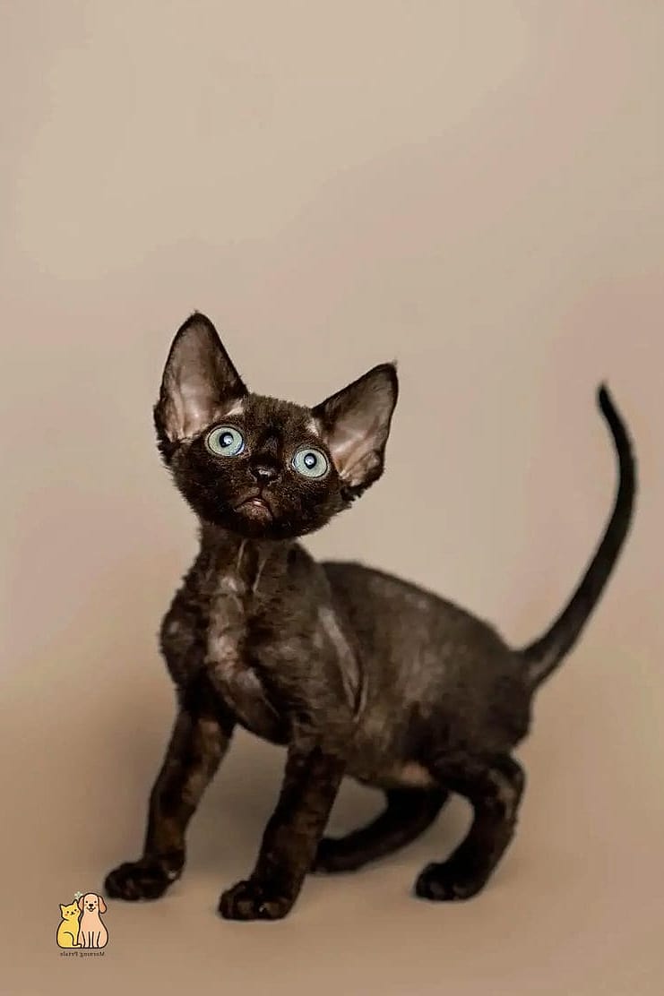 Why Pet Owners Love Them