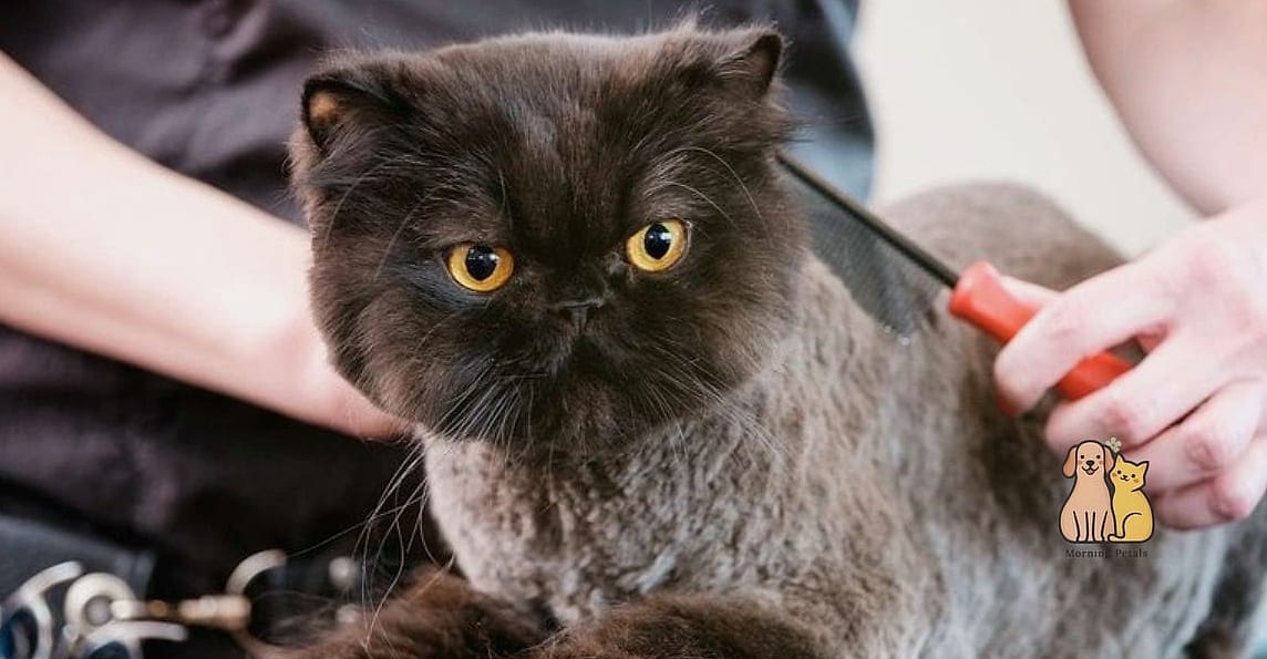 The Exotic Shorthair Cat Breed: You Didn't Know You Needed 2 Why Pet Owners Love Them