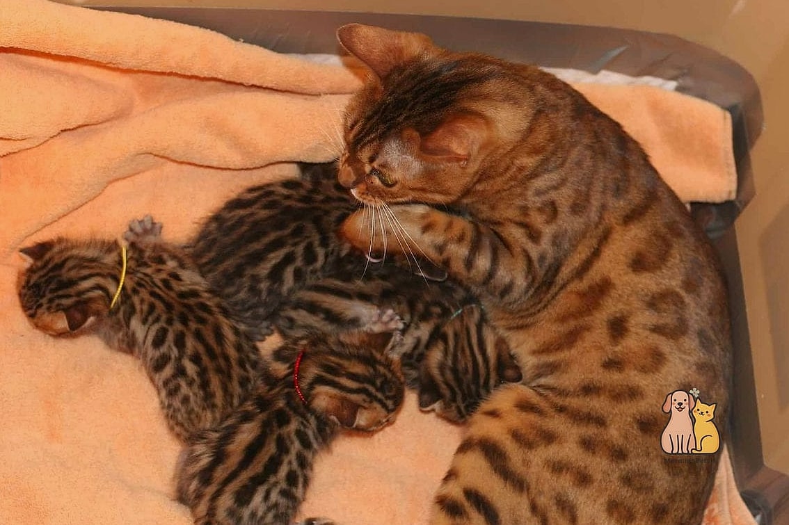 The Bengal Kittens: That Will Change How You See Them 2 Why Pet Owners Love Them