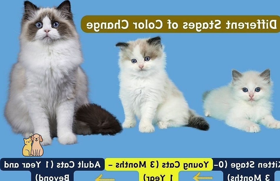The Ragdoll Kittens: That Will Change How You See Them 2 Why Pet Owners Love Them
