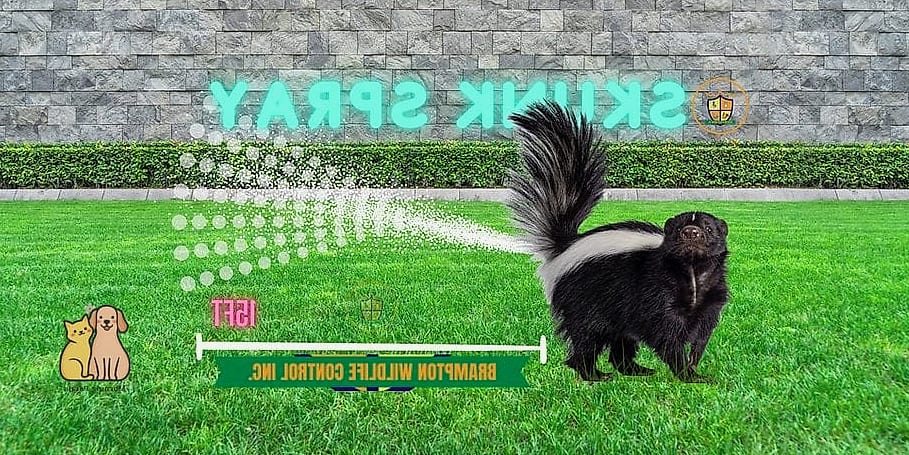 20 Stunning Skunk Smell Out Of Dog Guaranteed to Make You Smile 2 Why Skunk Spray Is So Difficult to Remove