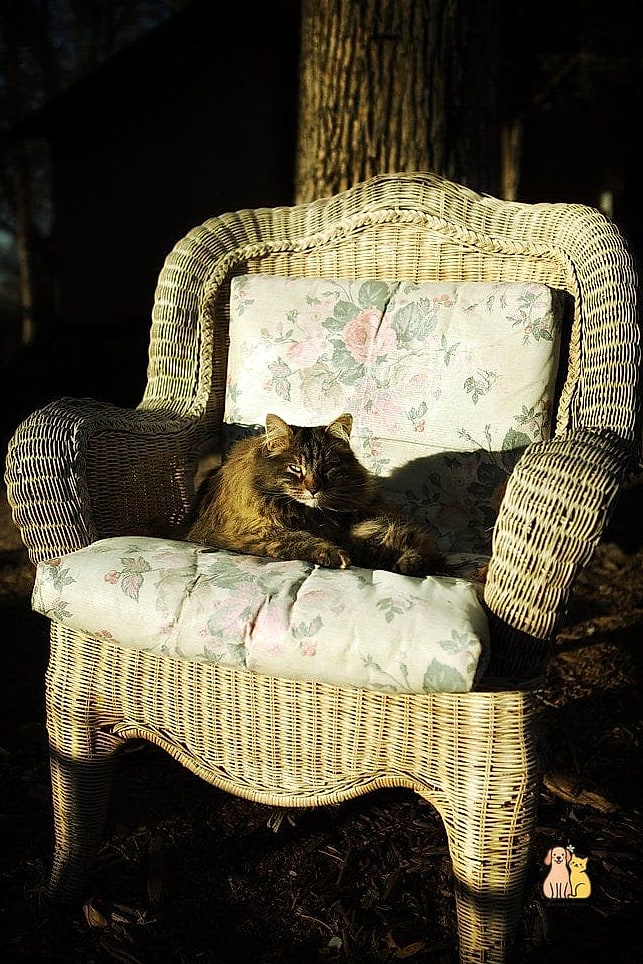 Wicker Chair Cushion Bed