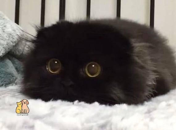 The Wide-Eyed Devon Rex