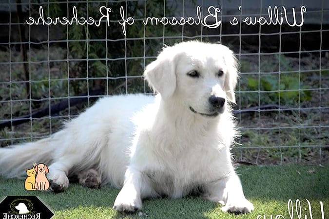 The Golden Retriever Names: Everything You Need to Know 13 Willow