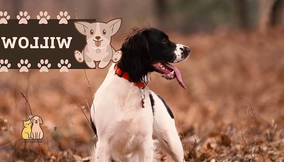 20 Female Dog Names That Are Totally Unique and Adorable 4 Willow