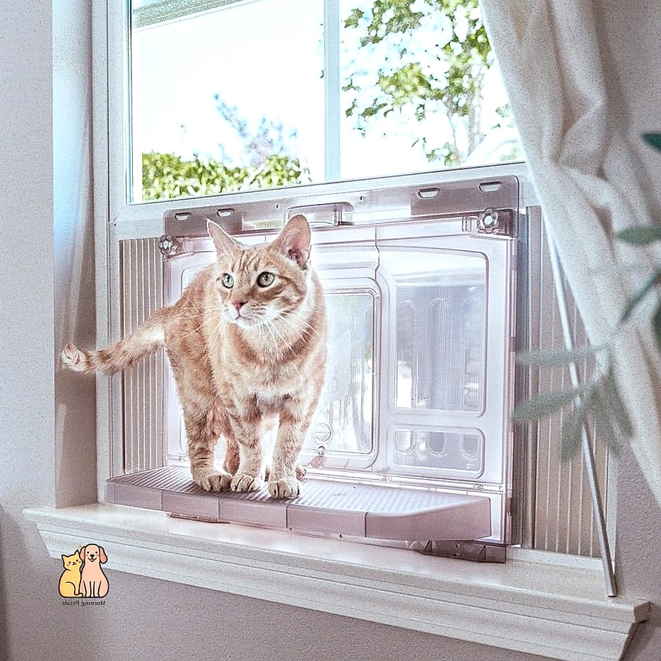 A Window Box Catio Extension