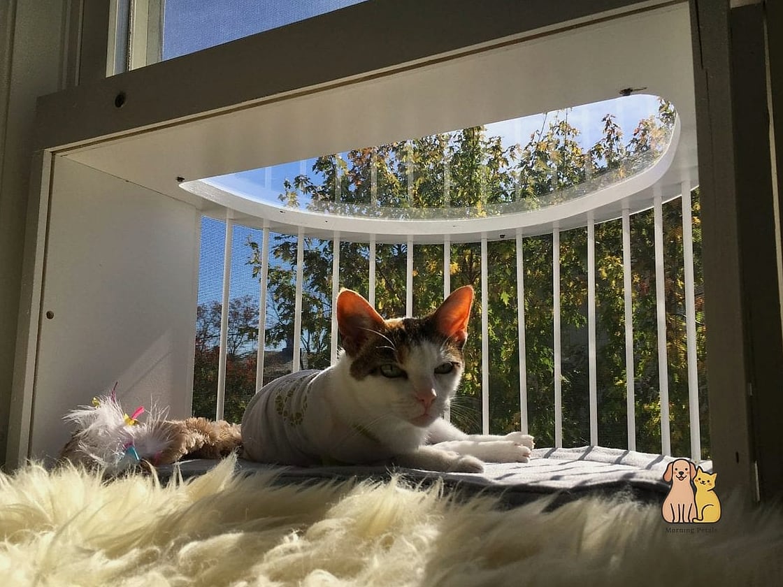 The Window-Mounted Bubble Perch