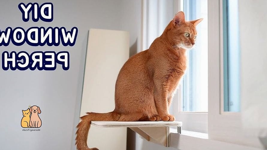 The Window Perch Ladder Tree