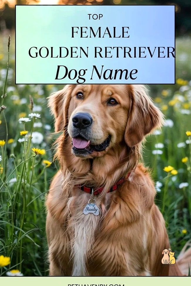The Golden Retriever Names: Everything You Need to Know 22 Winston