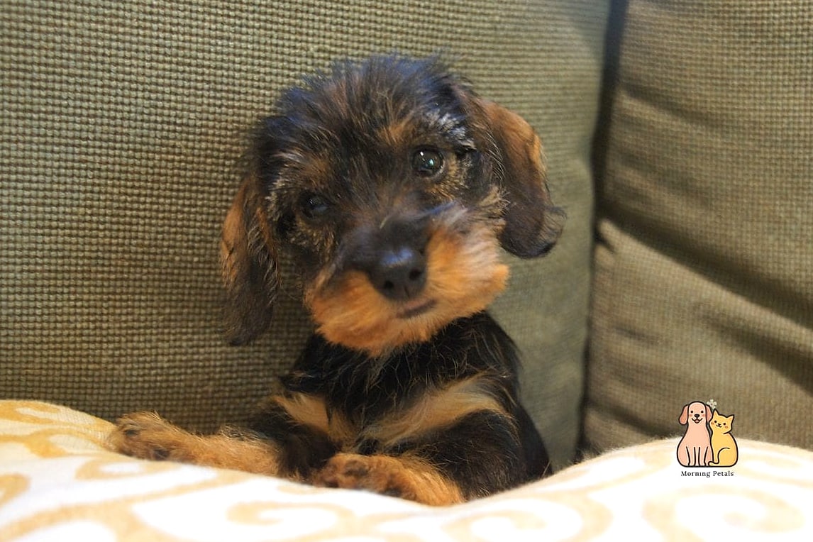 40 Adorable Wiener Dogs That Will Make Your Day 8 The Wire-Haired Little Gentleman