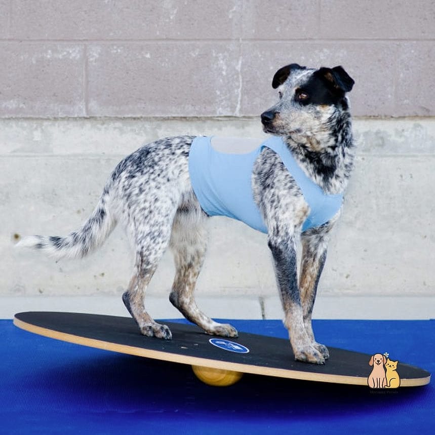 Wobble Board Balance Training