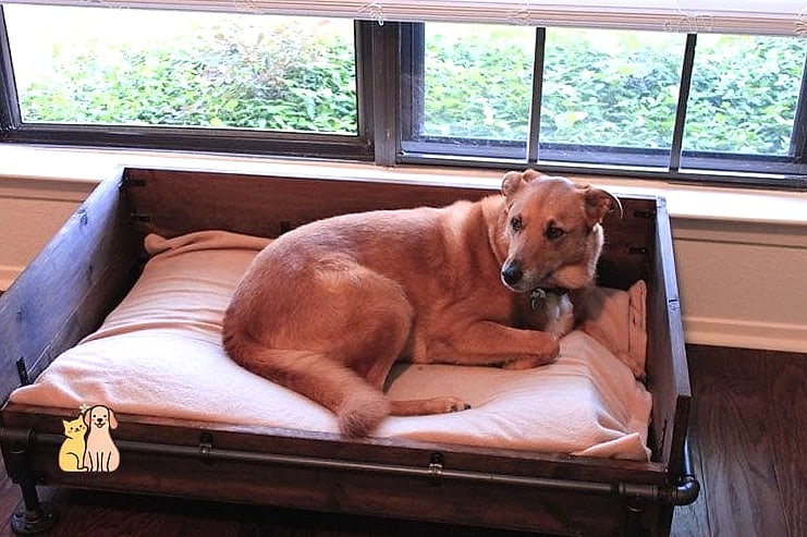 20 Brilliant Homemade Dog Bath Tub on a Budget 5 Wooden Frame Dog Bath Tub