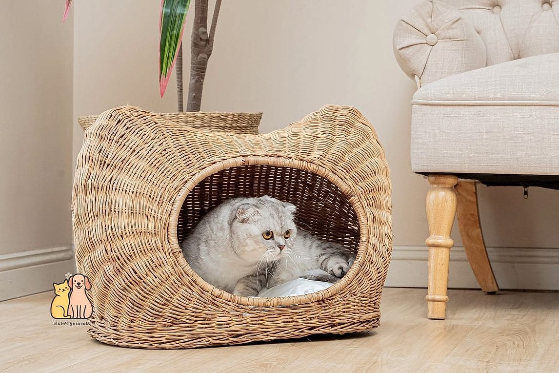 50 Budget-friendly Cat Food Station Ideas Your Pet Will Beg For More 25 The Woven Basket Corner
