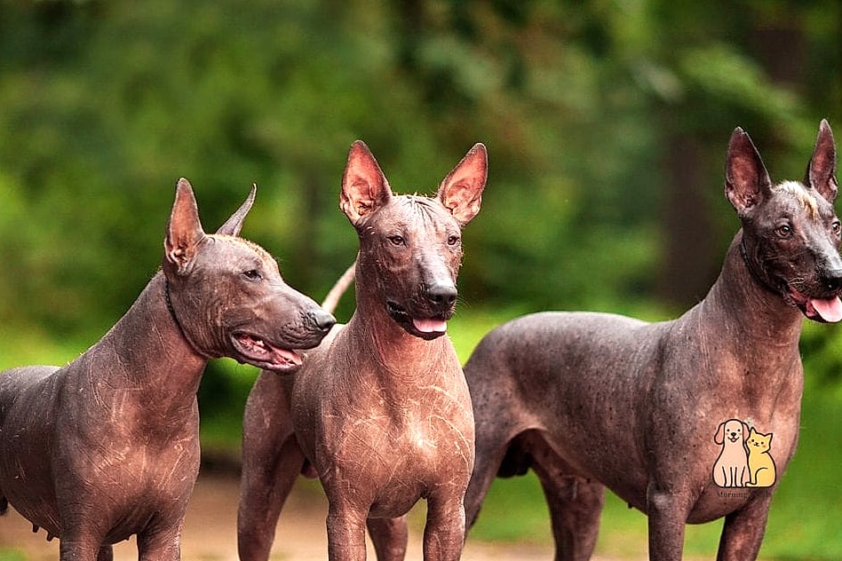 45 Cute Dogs That Dont Shed That Will Restore Your Faith in the World 18 Xoloitzcuintli (Coated Variety)