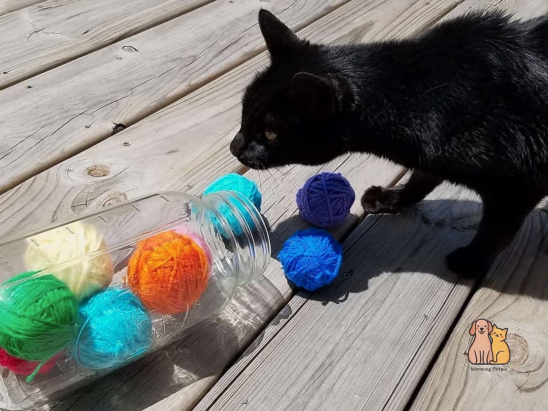 45 Easy Diy Cat Toys to Try Right Now 12 Yarn Ball (with Supervision)