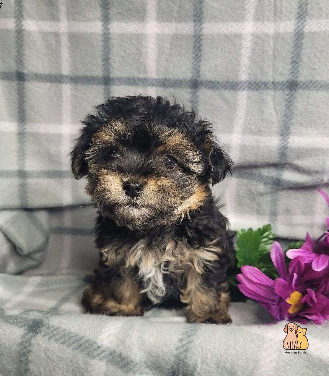 45 Cute Dogs That Dont Shed That Will Restore Your Faith in the World 45 Yorkipoo