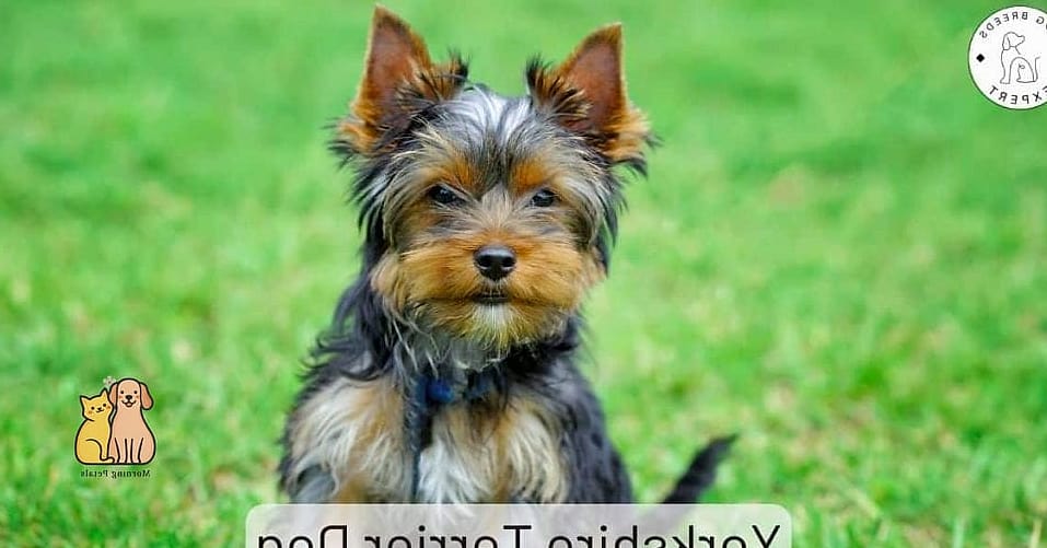 Yorkshire Terrier