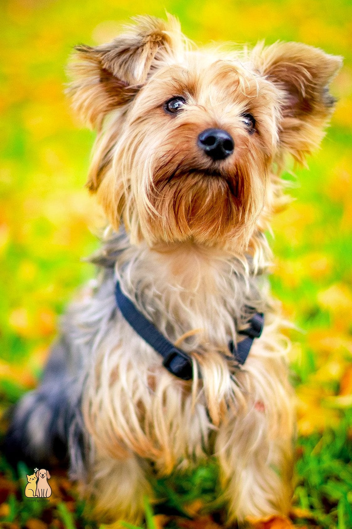 45 Cute Dogs That Dont Shed That Will Restore Your Faith in the World 7 Yorkshire Terrier